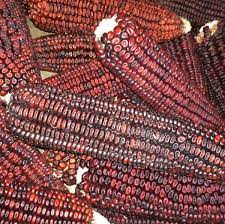 Jimmy Red Corn