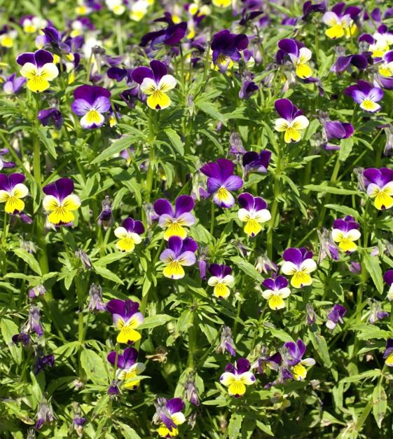 johnny jump up flower seeds Johnny Jump Up