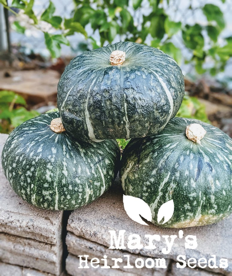 Kabocha Squash – Mary's Heirloom Seeds