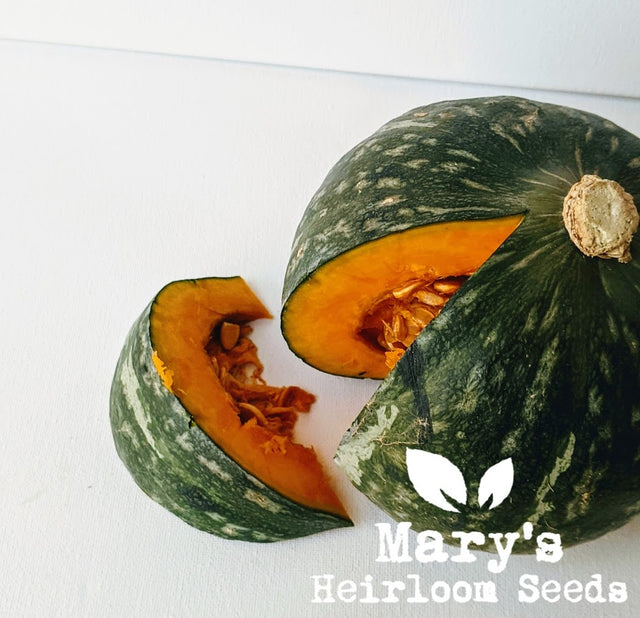 kabocha squash seeds for planting Squash Plants