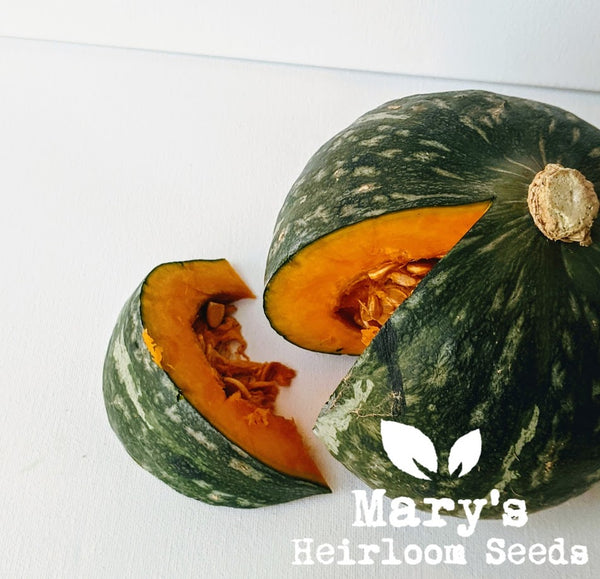 Kabocha Squash – Mary's Heirloom Seeds