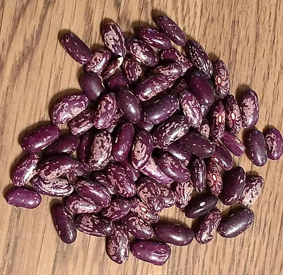 Kebarika Bush Dry Beans