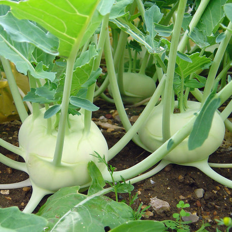 Early White Vienna Kohlrabi