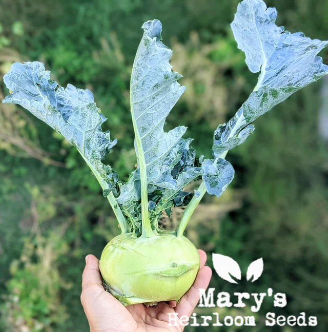 plant kohlrabi seeds Early White Vienna Kohlrabi – Mary's Heirloom Seeds