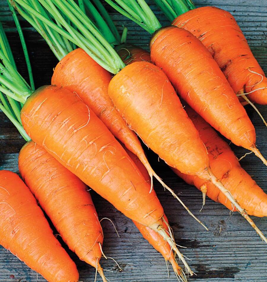 Kuroda Carrots – Mary's Heirloom Seeds