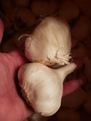 California Late White Seed Garlic