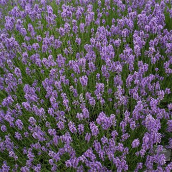 English Lavender