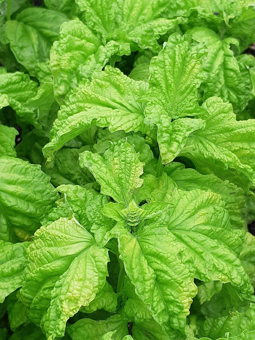 Lettuce Leaf Basil