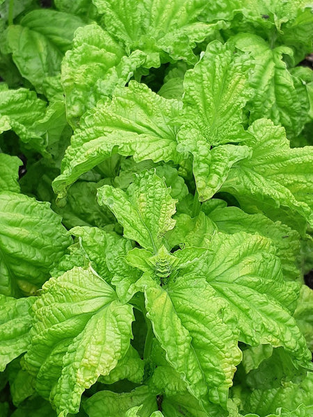 Lettuce Leaf Basil – Mary's Heirloom Seeds