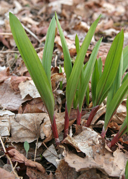 planting ramp seeds Wild Leek, Ramp