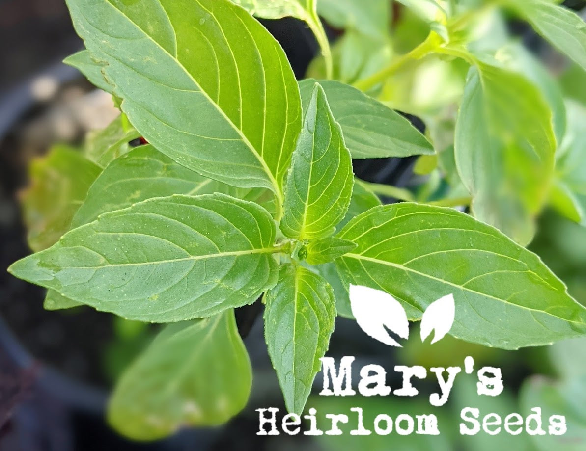 LEMON BASIL – Mary's Heirloom Seeds