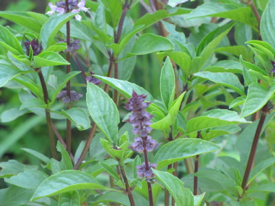 Licorice Basil