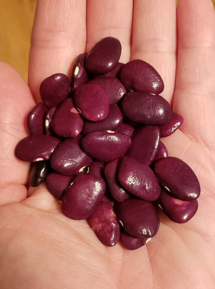 Worchester Indian Red Pole Lima Bean