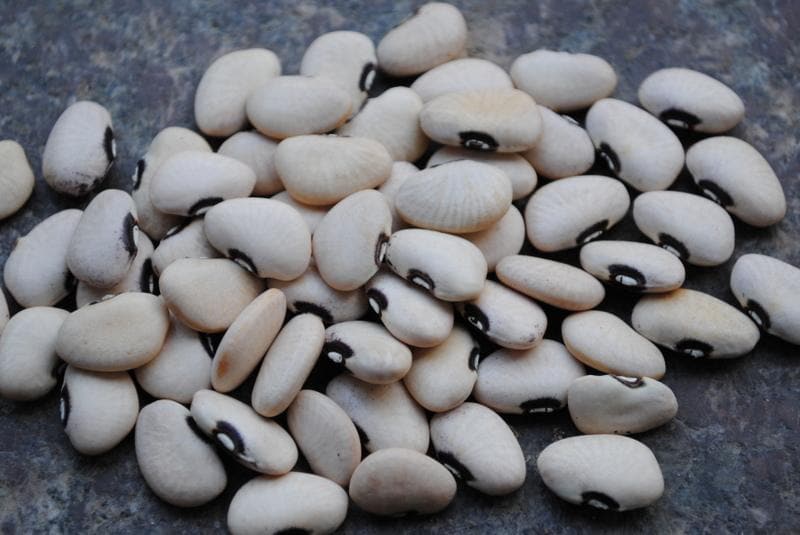 Mary's Heirloom Seeds Alabama Black Eye Pole Lima Bean