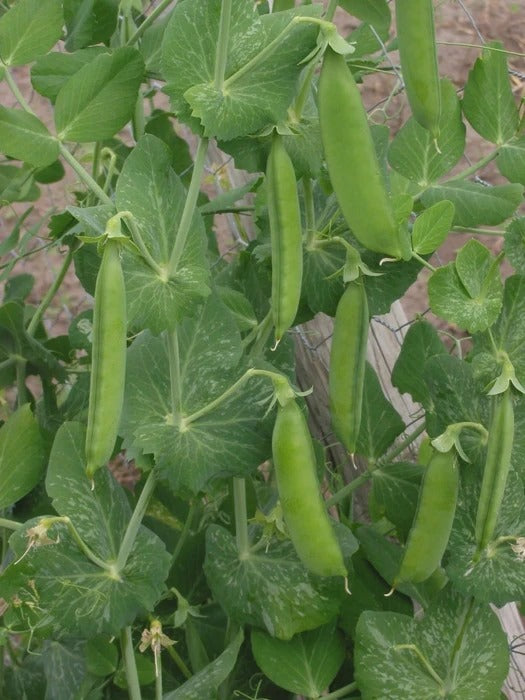 Lincoln Pea – Mary’s Heirloom Seeds