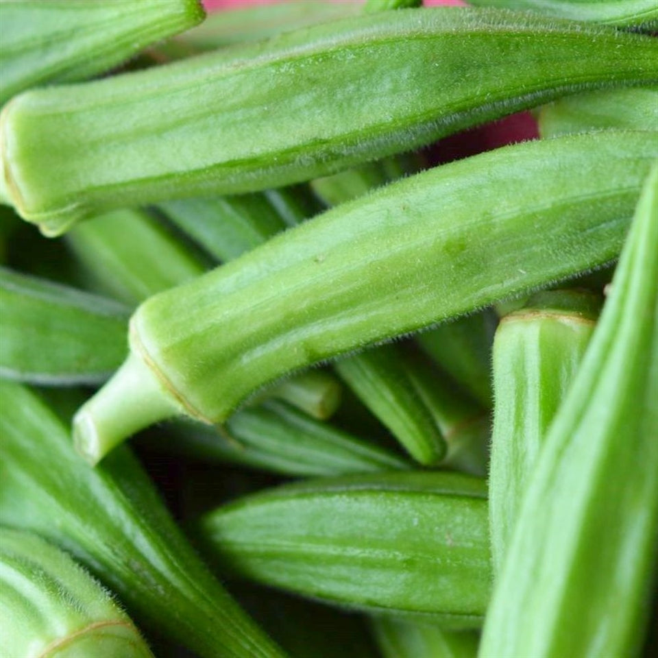 Perkins Long Pod Okra