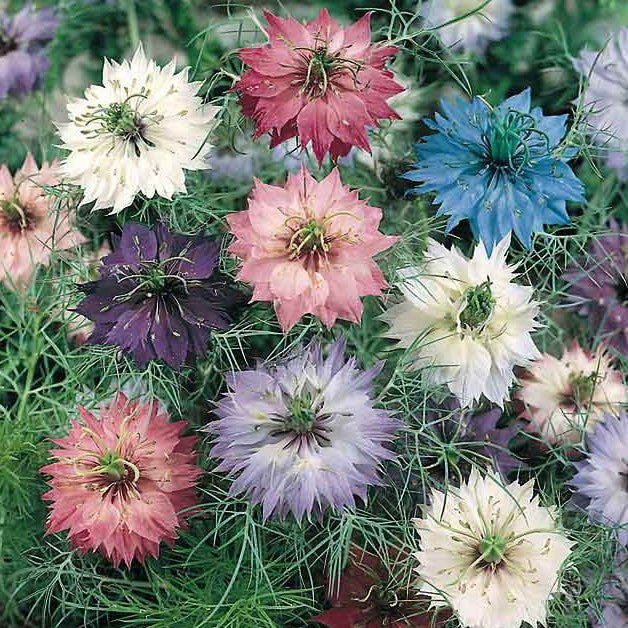 love in the mist flower seeds Love In A Mist