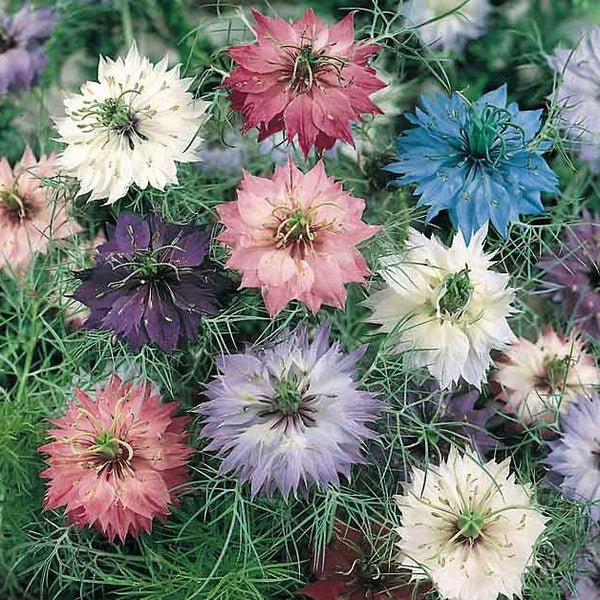 Love In A Mist – Mary's Heirloom Seeds
