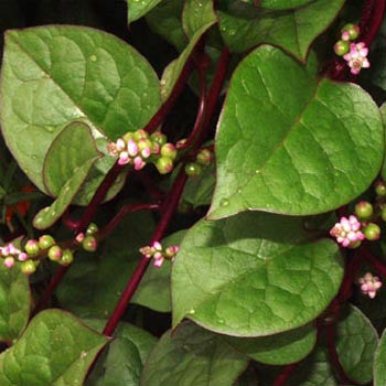 Malabar Spinach