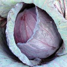 Mammoth Red Rock Cabbage