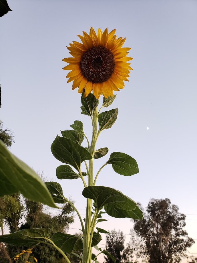 grey striped sunflower seeds for planting Mammoth Grey Stripe Sunflower
