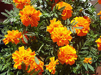crackerjack marigold seeds Marigold, African Crackerjack – Mary's Heirloom Seeds
