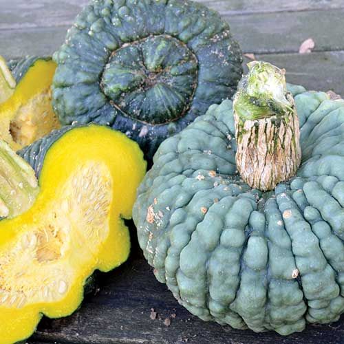 Marina Di Chioggia Squash