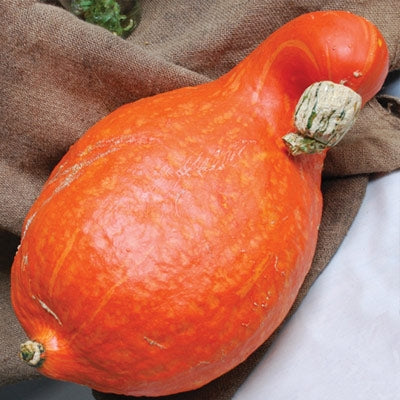 Boston Marrow Squash