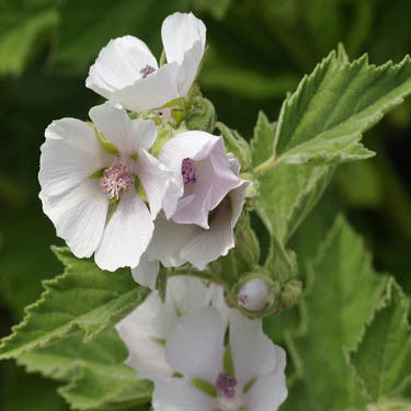 planting marshmallow seeds Marsh Mallow – Mary's Heirloom Seeds