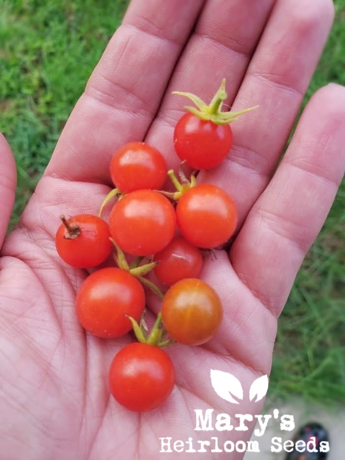 Mary's Heirloom Seeds Matt's Wild Cherry Tomato - Thumbnail 2
