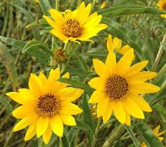 Sunflower, Maximilian