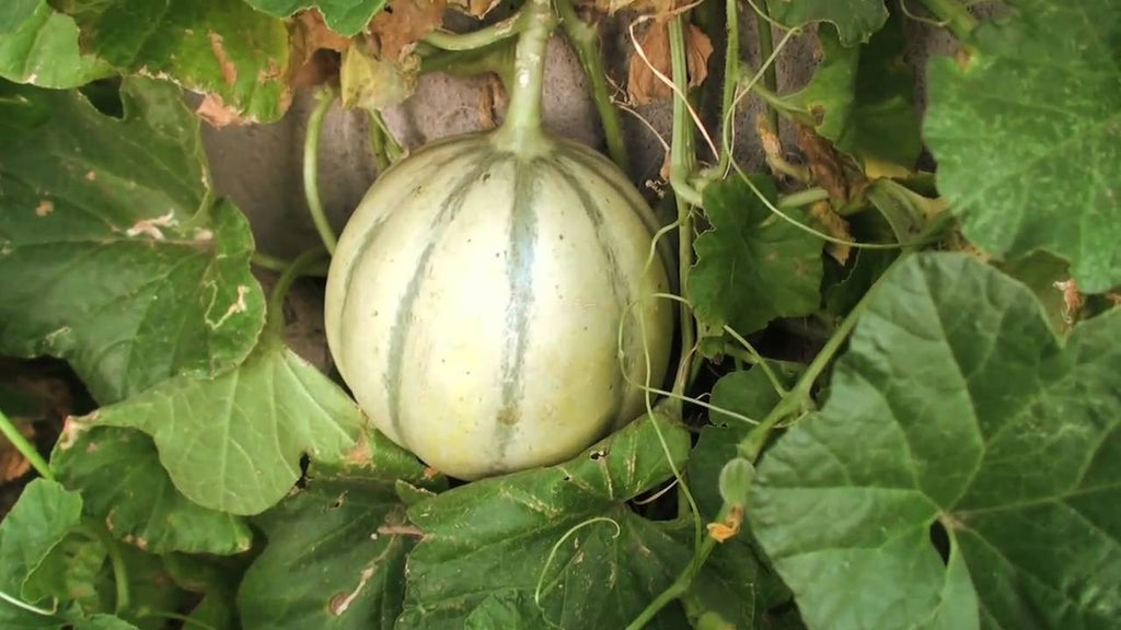 Chartenais Melon