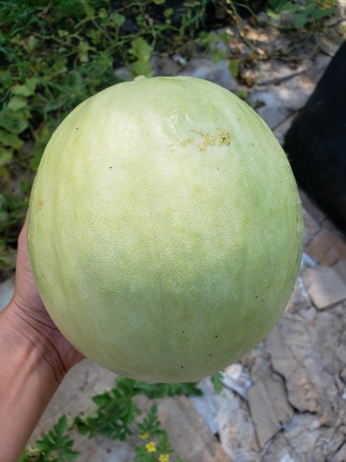 Tam Dew Honeydew Melon – Mary's Heirloom Seeds