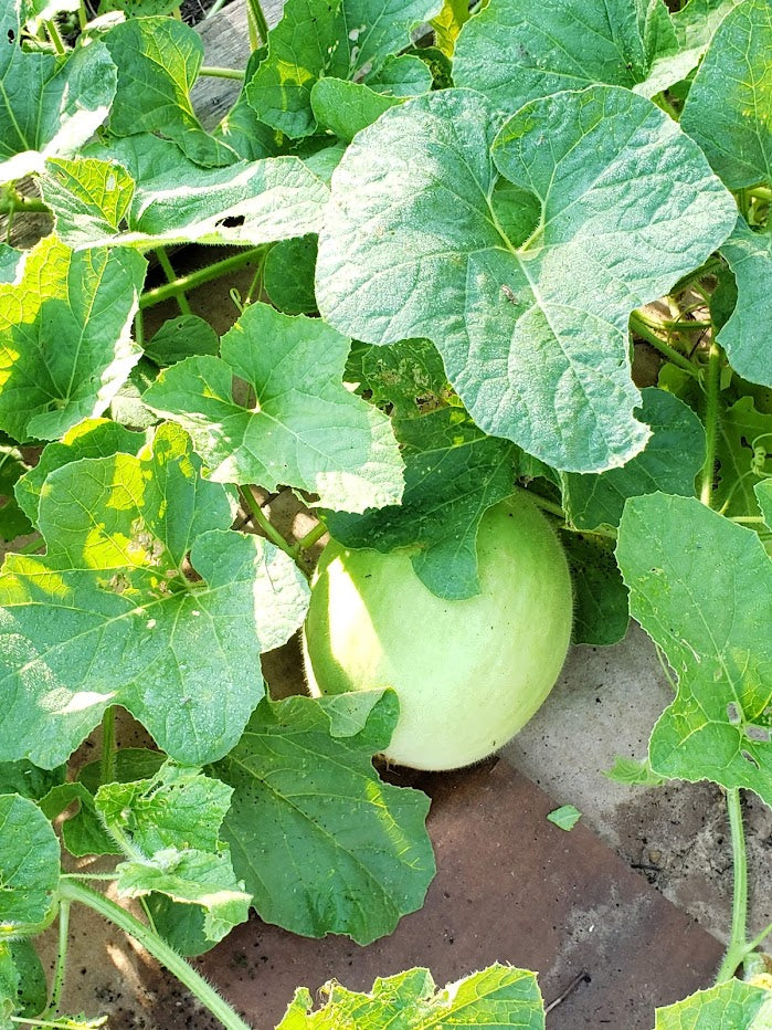 planting honeydew seeds Tam Dew Honeydew Melon