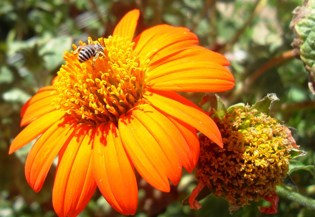 Sunflower, Mexican