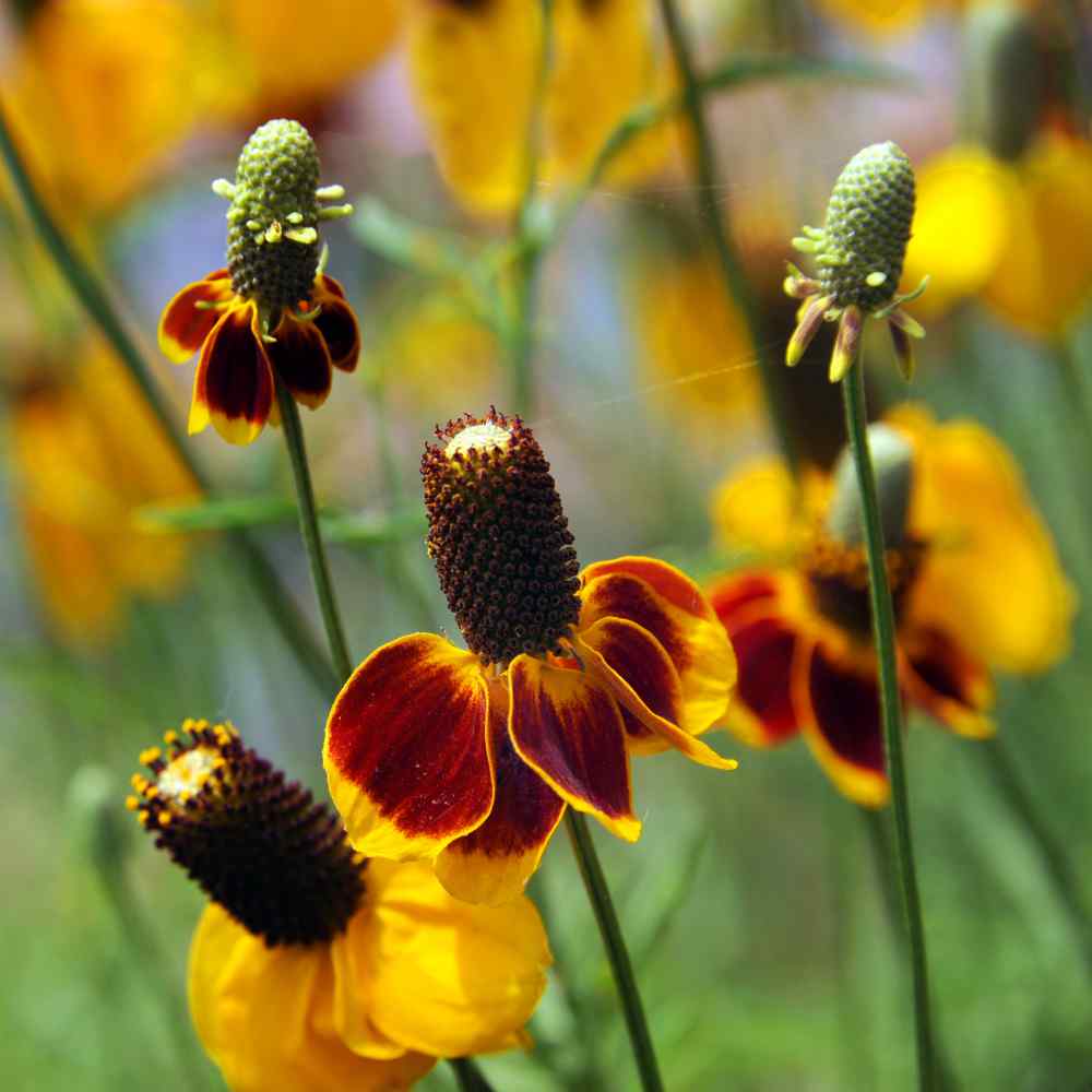 Mexican Hat Flower
