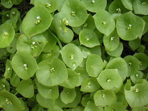 Miner's Lettuce