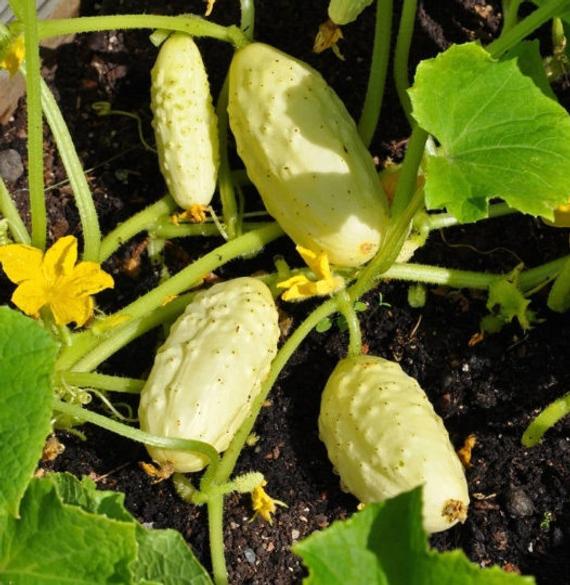cucumber plants from seeds Miniature White Cucumber