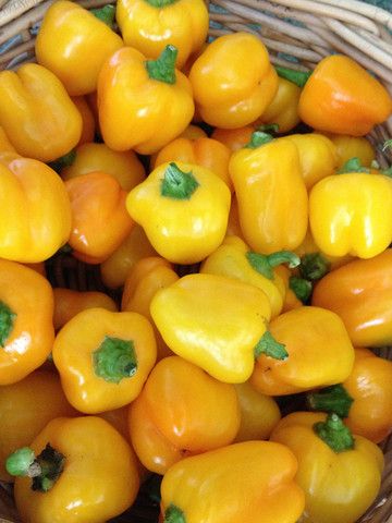 Miniature Yellow Bell Peppers