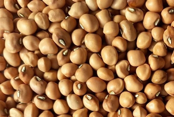 cowpea plant seeds Mississippi Purple Cowpea – Mary's Heirloom Seeds
