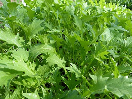 Mizuna Mustard Greens