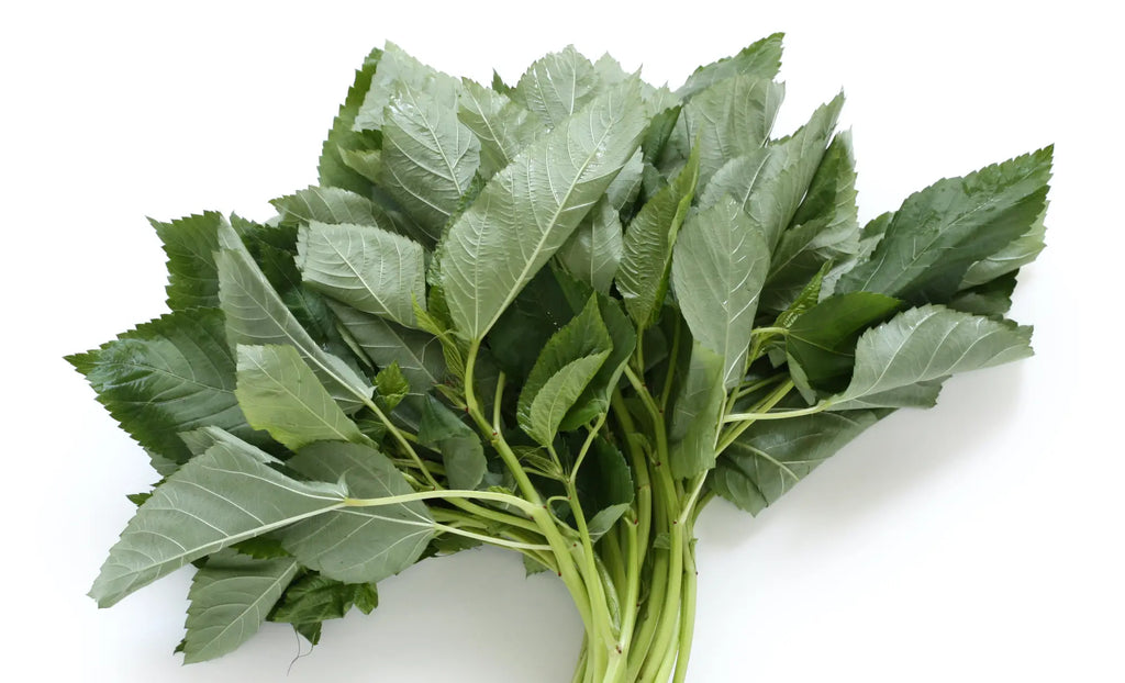 Molokhia - Egyptian Spinach