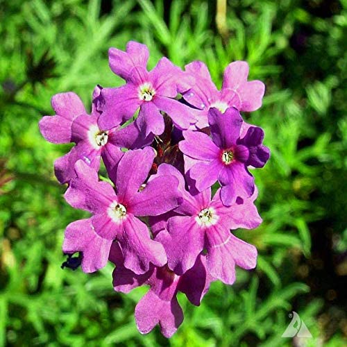 Moss Verbena