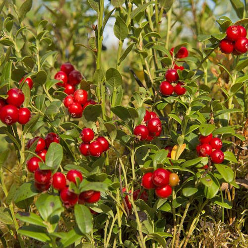 cranberry seeds for planting Mountain Cranberry