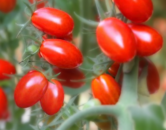 Napoli Tomato