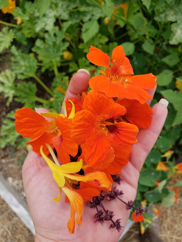 Nasturtium, Dwarf Jewel Mix – Mary's Heirloom Seeds
