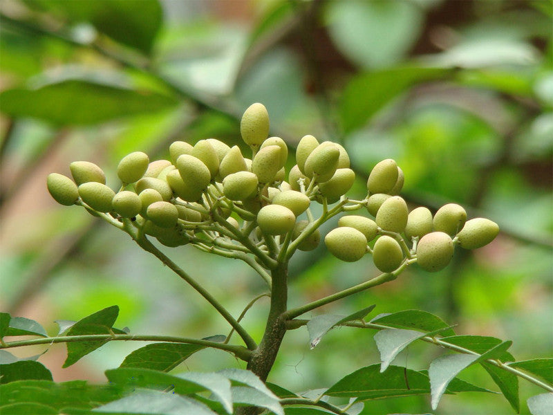 Organic Neem Oil