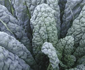 Nero Di Toscana Cabbage