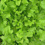 Oakleaf Lettuce