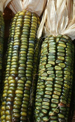 Oaxacan Green Corn